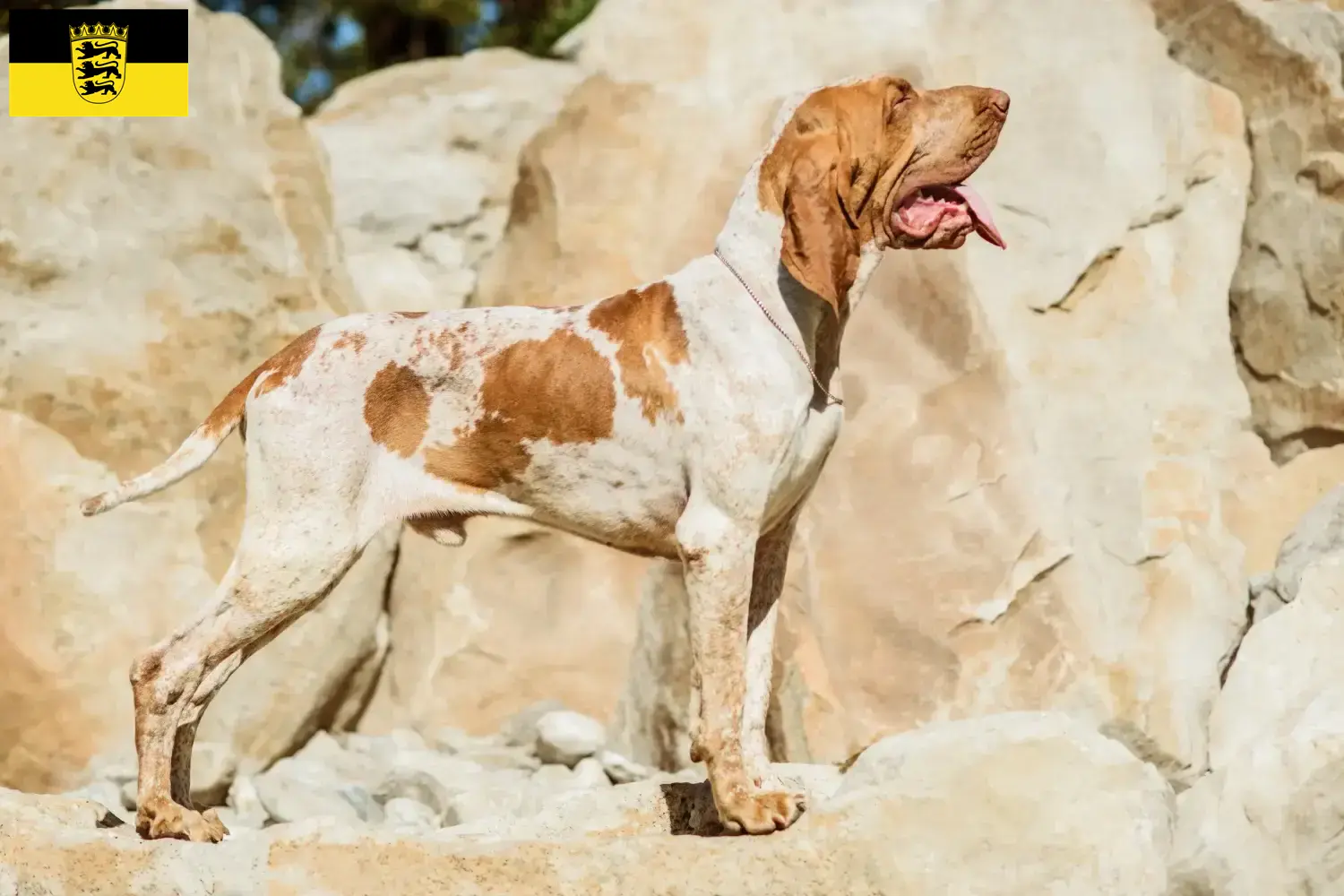 Bracco Italiano pups en fokkers Baden-Württemberg Hier vind je Bracco Italianos fokkers in Baden-Württemberg.