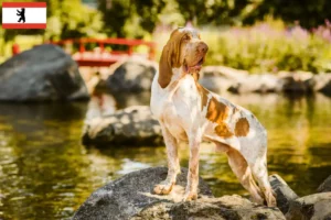 Lees meer over het artikel Bracco Italiano fokkers en pups in Berlijn