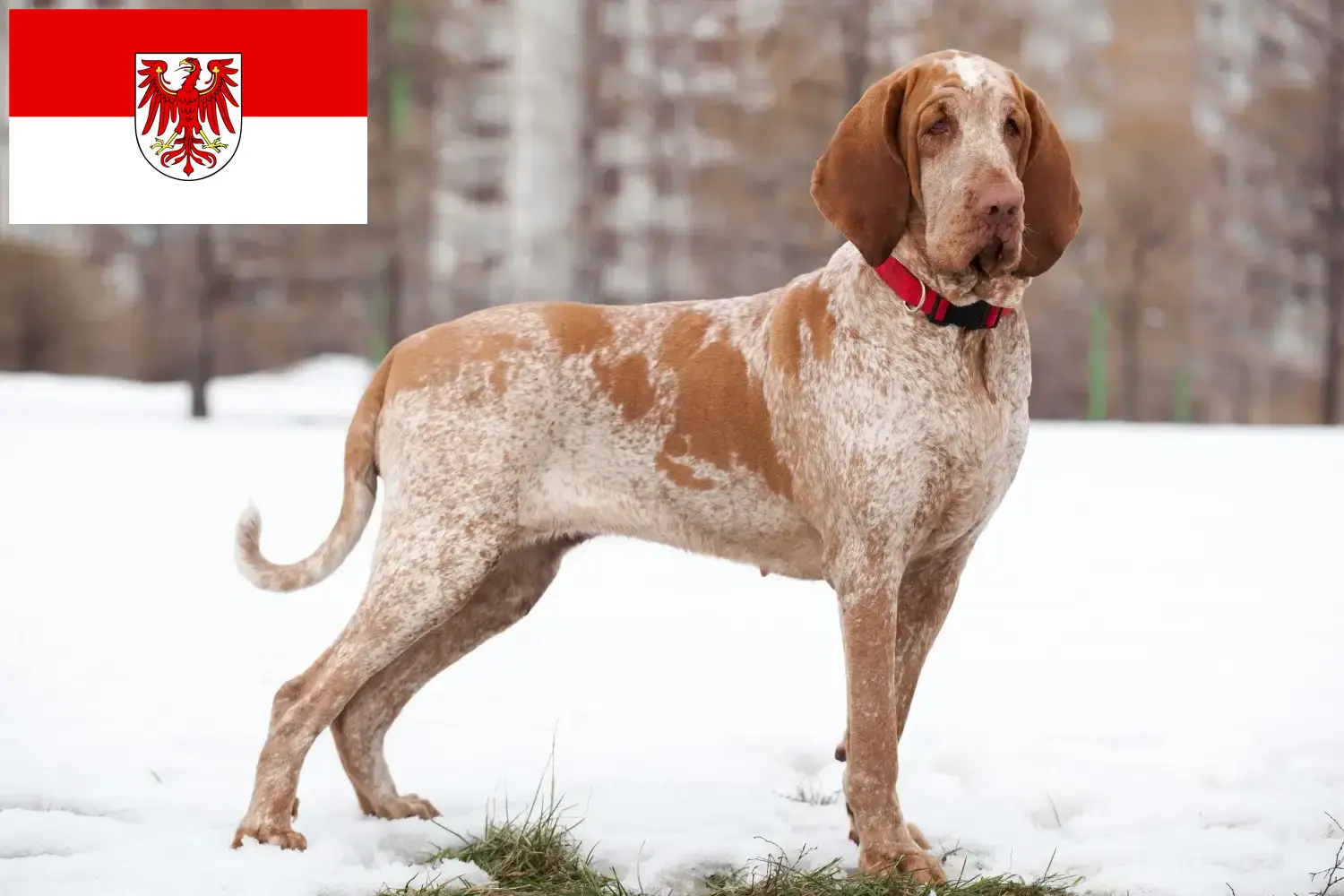 Bracco Italiano pups en fokkers Brandenburg Hier vind je Bracco Italianos fokkers in Brandenburg.