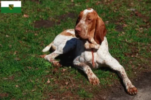 Lees meer over het artikel Bracco Italiano fokkers en pups in Saksen