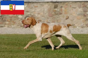 Lees meer over het artikel Bracco Italiano fokkers en pups in Sleeswijk-Holstein