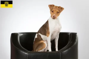 Lees meer over het artikel Braziliaanse Terriër fokkers en puppies in Baden-Württemberg