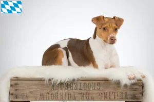 Lees meer over het artikel Braziliaanse Terrier fokkers en puppies in Beieren