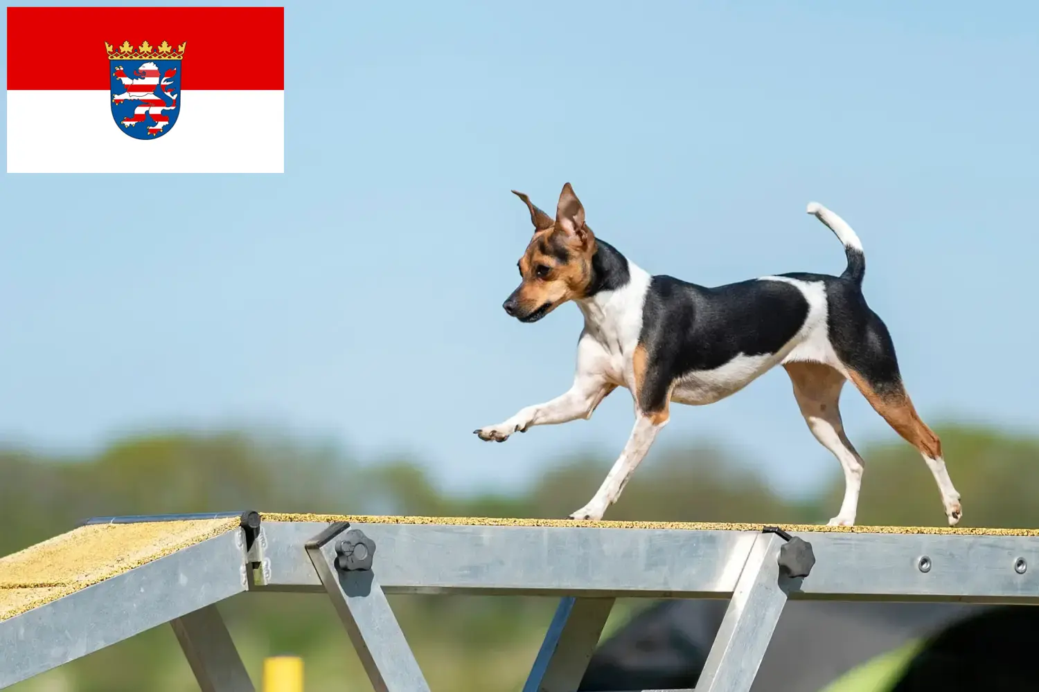 Braziliaanse Terrier puppy's en fokker Hessen Vind hier Braziliaanse Terriër fokkers in Hessen.