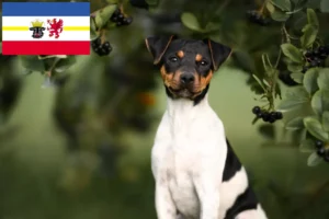 Lees meer over het artikel Braziliaanse Terriër fokkers en puppies in Mecklenburg-Vorpommern