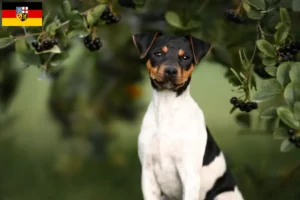 Lees meer over het artikel Braziliaanse Terrier fokker en puppies in Saarland