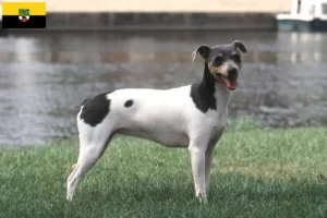 Lees meer over het artikel Braziliaanse Terriër fokkers en pups in Saksen-Anhalt