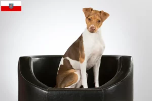 Lees meer over het artikel Braziliaanse Terrier fokker en pups in Thüringen
