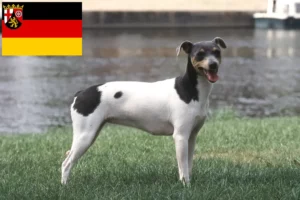 Lees meer over het artikel Braziliaanse Terriër fokkers en puppies in Rijnland-Palts