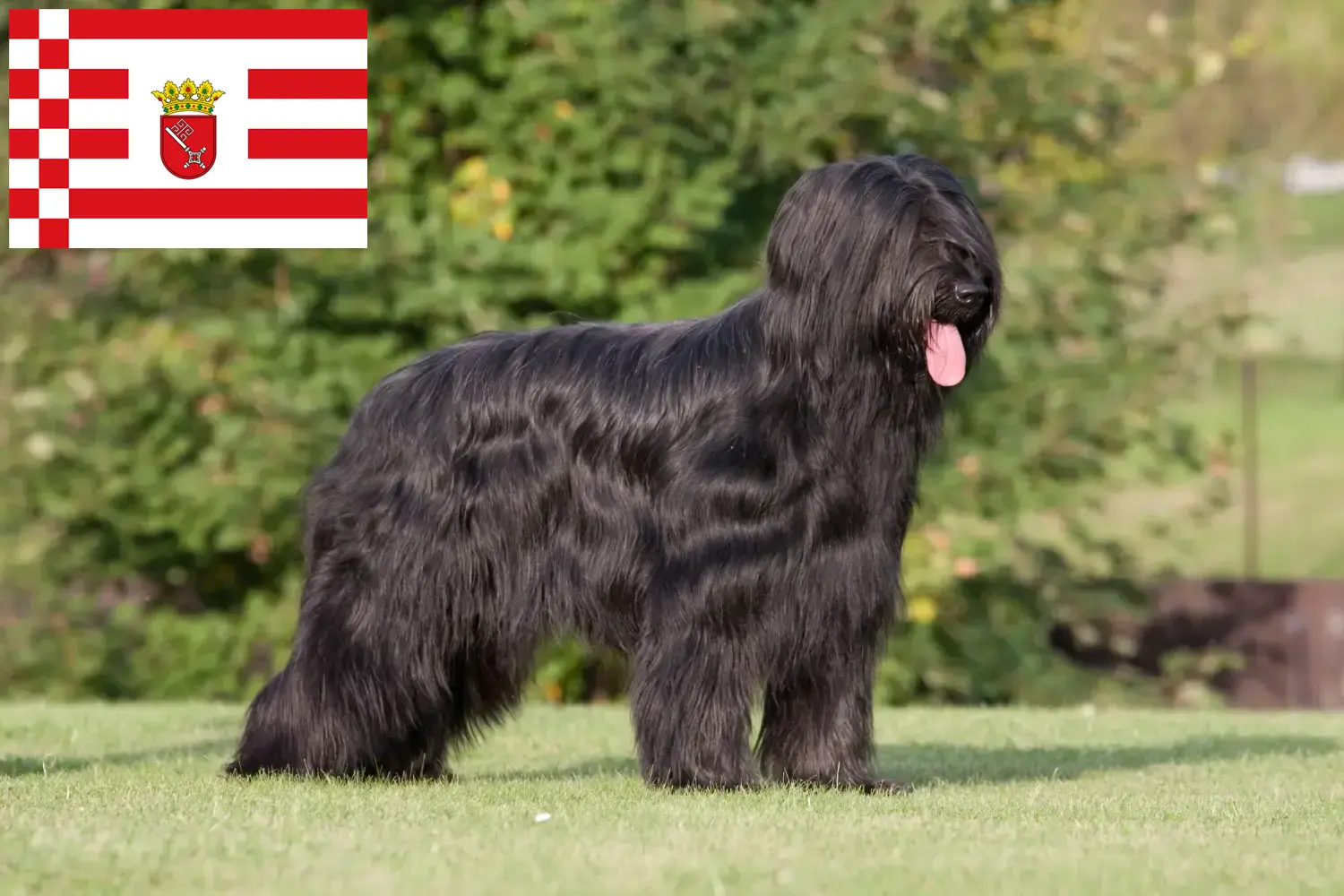 Briard puppy's en fokkers Bremen Hier vind je Briard fokkers in Bremen.