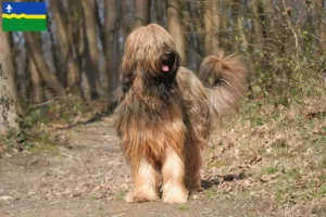 Lees meer over het artikel Briard fokkers en pups in Flevoland