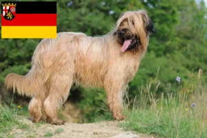 Lees meer over het artikel Briard fokkers en pups in Rijnland-Palts