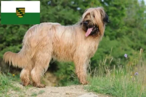 Lees meer over het artikel Briard fokkers en pups in Saksen