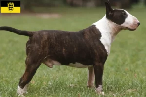 Lees meer over het artikel Bull Terrier fokkers en pups in Baden-Württemberg