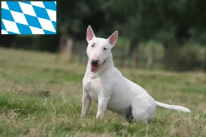 Lees meer over het artikel Bull Terrier fokkers en puppies in Beieren