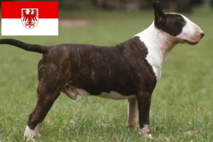 Lees meer over het artikel Bull Terrier fokkers en pups in Brandenburg