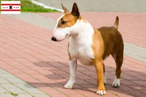 Lees meer over het artikel Bull Terrier fokkers en pups in Drenthe