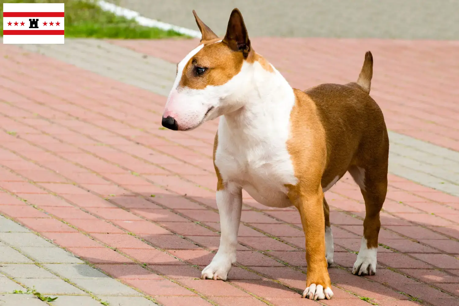Lees meer over het artikel Bull Terrier fokkers en pups in Drenthe