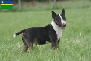 Lees meer over het artikel Bull Terrier fokkers en pups in Flevoland