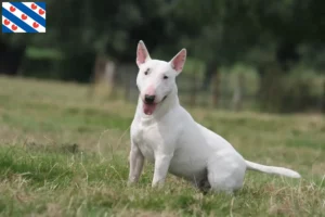 Lees meer over het artikel Bull Terrier fokkers en pups in Friesland