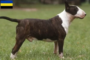 Lees meer over het artikel Bull Terrier fokkers en pups in Gelderland