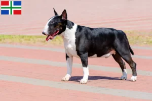 Lees meer over het artikel Bull Terrier fokkers en pups in Groningen
