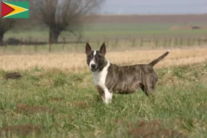 Lees meer over het artikel Bull Terrier fokkers en puppies in Guyana