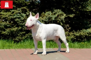 Lees meer over het artikel Bull Terrier fokkers en pups in Hamburg