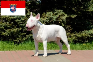 Lees meer over het artikel Bull Terrier fokkers en pups in Hessen
