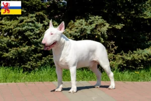 Lees meer over het artikel Bull Terrier fokkers en pups in Limburg