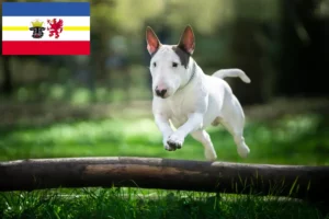 Lees meer over het artikel Bull Terrier fokkers en pups in Mecklenburg-Vorpommern