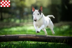 Lees meer over het artikel Bull Terrier fokkers en pups in Noord-Brabant