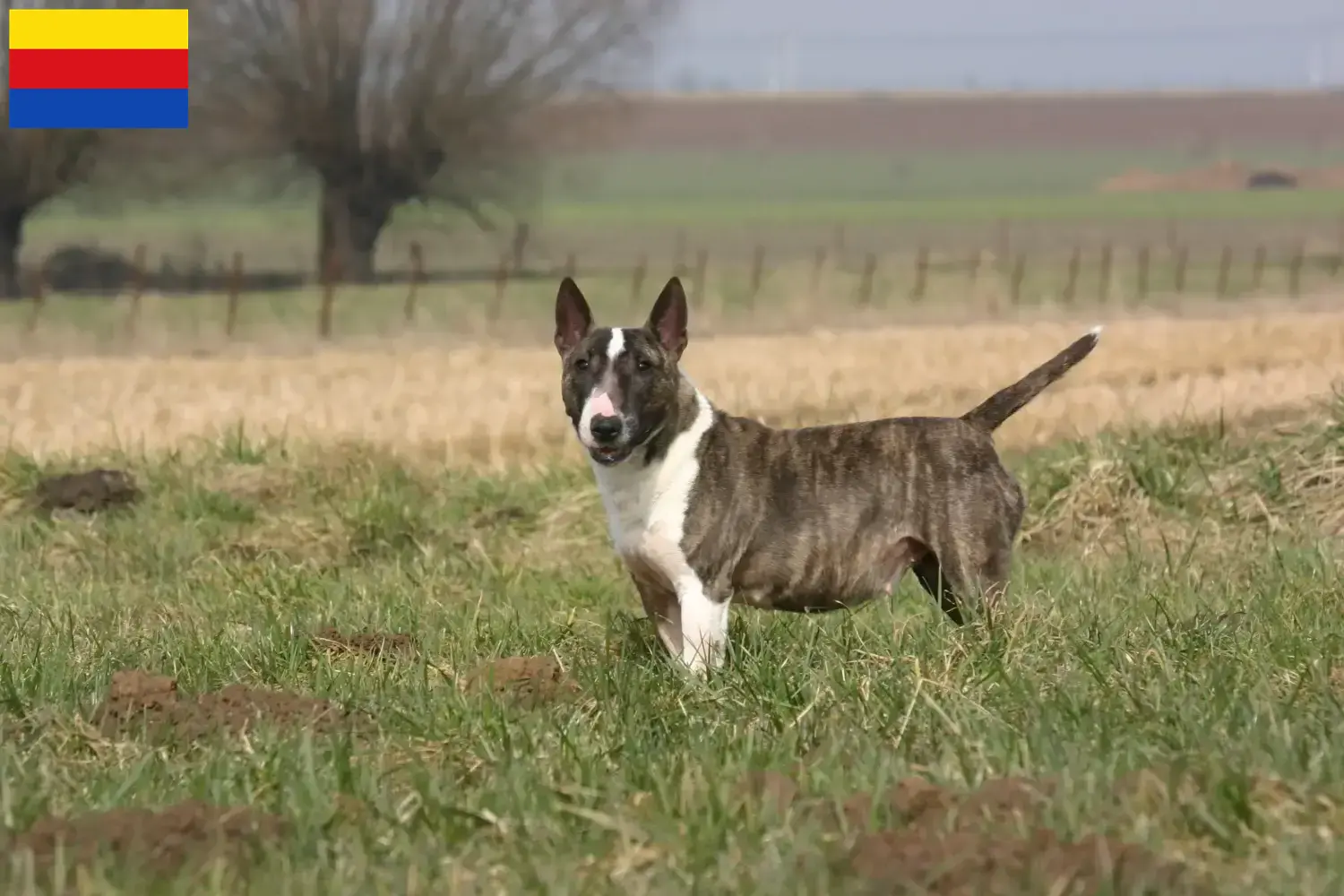 Lees meer over het artikel Bull Terrier fokkers en pups in Noord-Holland