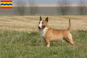 Lees meer over het artikel Bull Terrier fokkers en pups in Overijssel