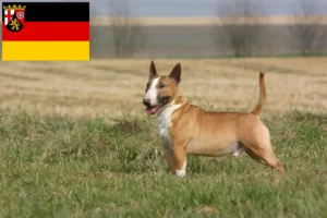 Lees meer over het artikel Bull Terrier fokkers en pups in Rijnland-Palts