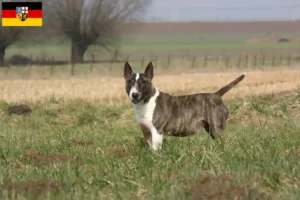 Lees meer over het artikel Bull Terrier fokkers en pups in Saarland