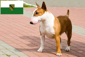 Lees meer over het artikel Bull Terrier fokkers en pups in Saksen