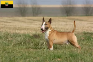 Lees meer over het artikel Bull Terrier fokkers en pups in Saksen-Anhalt