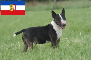 Lees meer over het artikel Bull Terrier fokkers en pups in Sleeswijk-Holstein