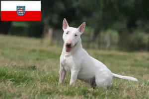 Lees meer over het artikel Bull Terrier fokkers en pups in Thüringen