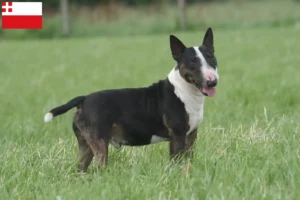 Lees meer over het artikel Bull Terrier fokkers en pups in Utrecht