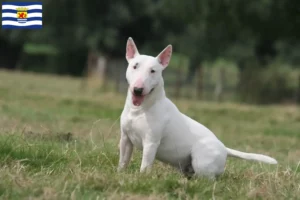 Lees meer over het artikel Bull Terrier fokkers en pups in Zeeland