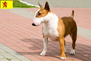 Lees meer over het artikel Bull Terrier fokkers en pups in Zuid-Holland