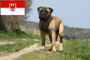 Lees meer over het artikel Bullmastiff fokkers en pups in Brandenburg