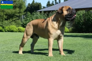 Lees meer over het artikel Bullmastiff fokkers en pups in Flevoland