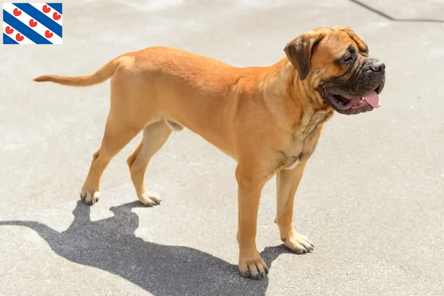 Bullmastiff pups en fokkers Friesland Hier vind je Bullmastiff fokkers in Friesland.