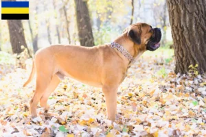 Lees meer over het artikel Bullmastiff fokkers en pups in Gelderland