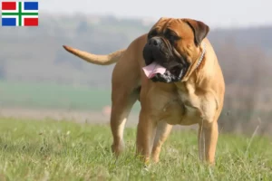 Lees meer over het artikel Bullmastiff fokkers en pups in Groningen