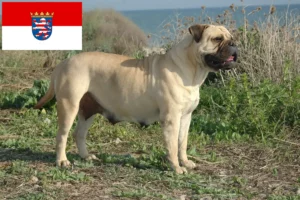 Lees meer over het artikel Bullmastiff fokkers en pups in Hessen