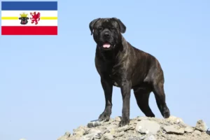 Lees meer over het artikel Bullmastiff fokkers en pups in Mecklenburg-Vorpommern